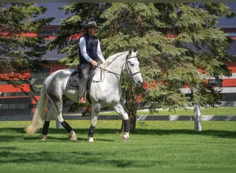 Percheron Mix, Gelding, 7 years, Grey-Dapple