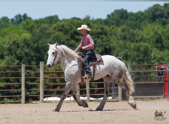 Percheron, Gelding, 7 years, Grey
