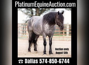 Percheron, Gelding, 8 years, 15,1 hh, Roan-Blue