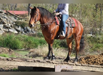 Percheron Mix, Gelding, 8 years, 15.3 hh, Bay