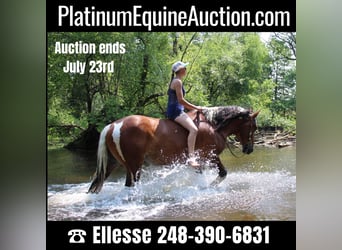 Percheron, Gelding, 8 years, 15,3 hh, Tobiano-all-colors