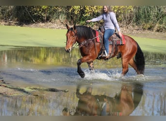 Percheron Mix, Gelding, 8 years, 15,3 hh, Bay