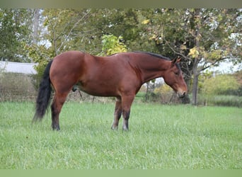 Percheron Mix, Gelding, 8 years, 15,3 hh, Bay