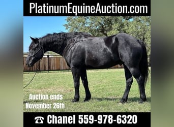 Percheron, Gelding, 8 years, 16,1 hh, Black