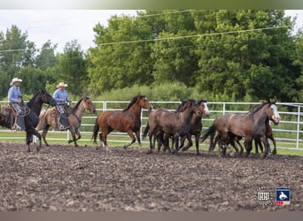 Percheron Mix, Wallach, 8 Jahre, 16,2 hh