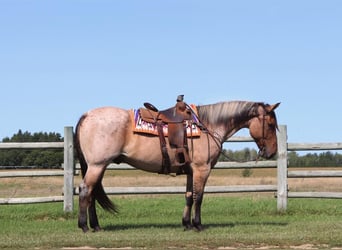 Percheron Mix, Wallach, 8 Jahre, 16,2 hh