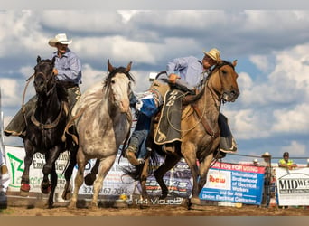 Percheron Mix, Wallach, 8 Jahre, 16,2 hh