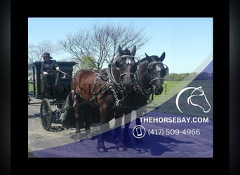 Percheron, Gelding, 8 years, 17,1 hh, Black