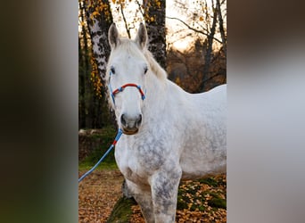 Percheron, Gelding, 8 years, 17.1 hh, Grey