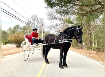 Percheron, Gelding, 8 years, 17 hh, Black