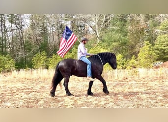 Percheron, Gelding, 8 years, 17 hh, Black