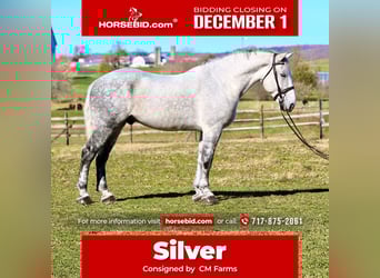 Percheron Mix, Gelding, 8 years, 17 hh, Grey