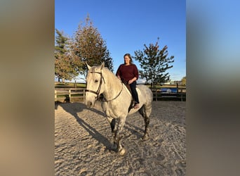 Percheron Mix, Gelding, 8 years, 17 hh, Grey