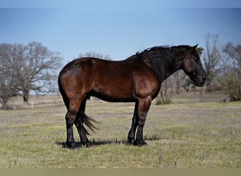 Percheron, Gelding, 8 years, 17,1 hh, Black