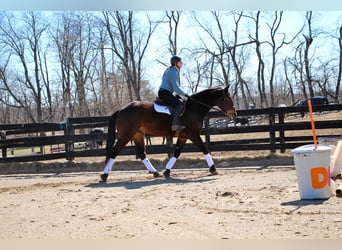 Percheron, Gelding, 8 years, Bay