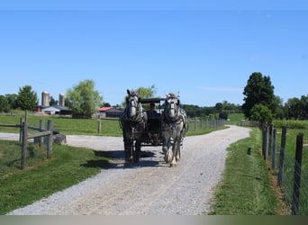 Percheron, Gelding, 8 years, Grey