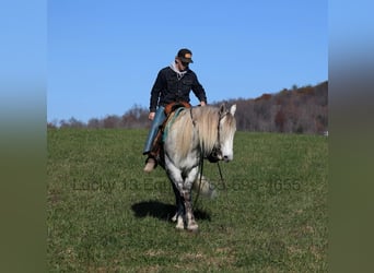 Percheron, Gelding, 8 years, Grey-Dapple