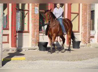 Percheron Mix, Gelding, 9 years, 15,3 hh, Bay