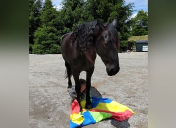 Percheron, Gelding, 9 years, 16,2 hh, Black