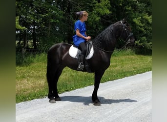 Percheron, Gelding, 9 years, 16,2 hh, Black