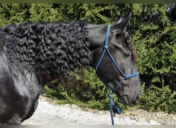 Percheron, Gelding, 9 years, 16,2 hh, Black
