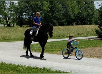 Percheron, Gelding, 9 years, 16,2 hh, Black