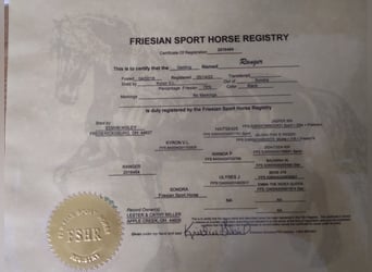 Percheron, Gelding, 9 years, 16,2 hh, Black