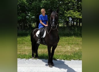 Percheron, Gelding, 9 years, 16,2 hh, Black