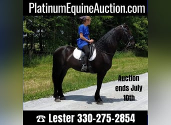 Percheron, Gelding, 9 years, 16,2 hh, Black