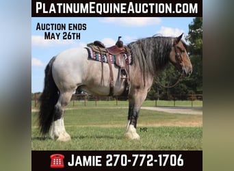 Percheron, Gelding, 9 years, 17.1 hh, Roan-Bay