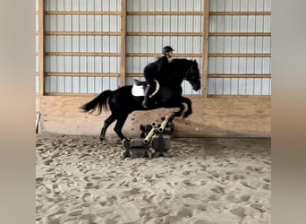 Percheron, Gelding, 9 years, 17 hh, Black