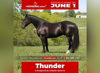 Percheron Mix, Gelding, 9 years, Black