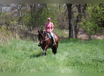 Percheron, Giumenta, 11 Anni, 165 cm, Baio ciliegia