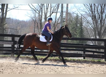 Percheron, Giumenta, 11 Anni, 165 cm, Baio ciliegia