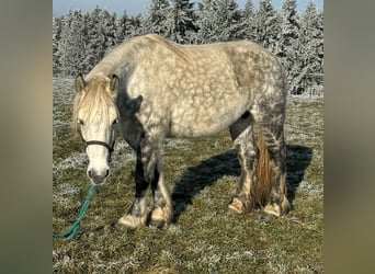 Percheron Mix, Giumenta, 12 Anni, 162 cm, Grigio