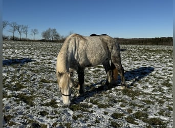 Percheron Mix, Giumenta, 12 Anni, 162 cm, Grigio