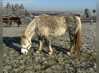 Percheron Mix, Giumenta, 12 Anni, 162 cm, Grigio