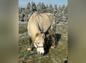 Percheron Mix, Giumenta, 12 Anni, 162 cm, Grigio