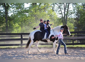Percheron, Giumenta, 12 Anni, 173 cm, Tobiano-tutti i colori