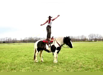 Percheron, Giumenta, 12 Anni, 173 cm, Tobiano-tutti i colori