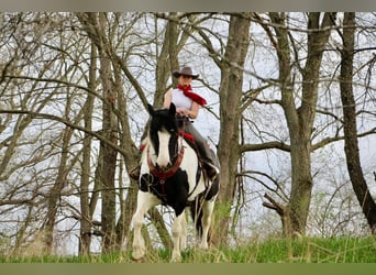 Percheron, Giumenta, 12 Anni, 173 cm, Tobiano-tutti i colori