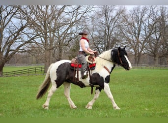 Percheron, Giumenta, 12 Anni, 173 cm, Tobiano-tutti i colori