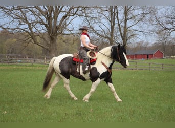 Percheron, Giumenta, 12 Anni, 173 cm, Tobiano-tutti i colori