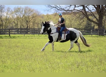 Percheron, Giumenta, 12 Anni, 173 cm, Tobiano-tutti i colori