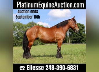 Percheron, Giumenta, 12 Anni, 178 cm, Baio ciliegia