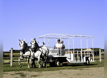 Percheron, Giumenta, 13 Anni, 170 cm, Grigio