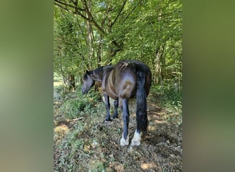 Percheron, Giumenta, 14 Anni, 175 cm, Morello