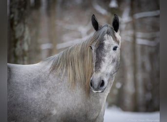 Percheron Mix, Giumenta, 3 Anni, 157 cm, Grigio