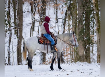 Percheron Mix, Giumenta, 3 Anni, 157 cm, Grigio