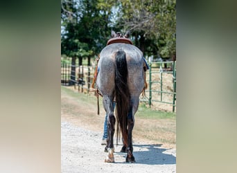 Percheron Mix, Giumenta, 3 Anni, 157 cm, Roano blu